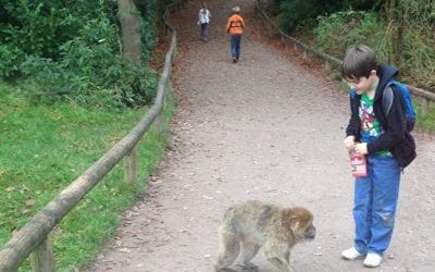 Monkey Forest Review