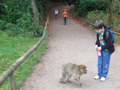 Monkey Forest Review